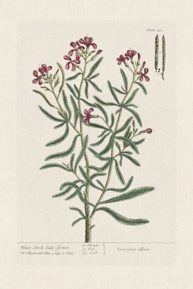 BEE 181 White Stock july-flowere