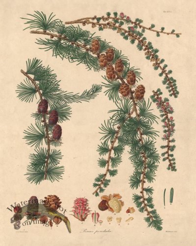 (image for) Lambert Pine 36