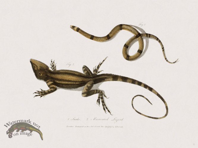 (image for) 31 New Holland Caffowary