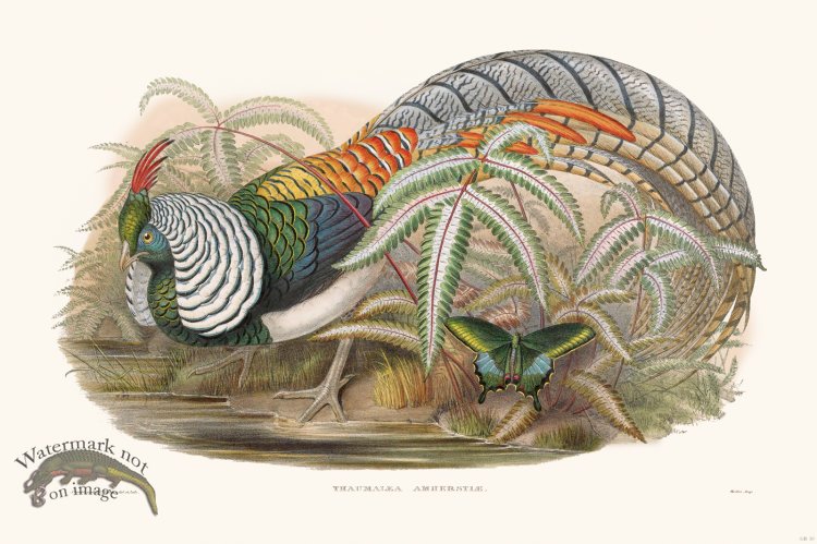 (image for) Gould Game Bird 010