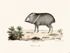 Cuvier 238 Collared Gecari