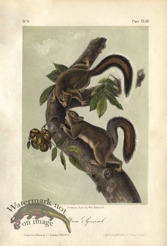 (image for) Hare Squirrel