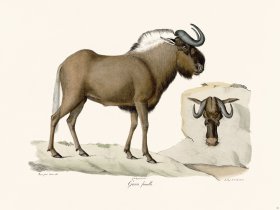 Cuvier 061 Female Wildebeest