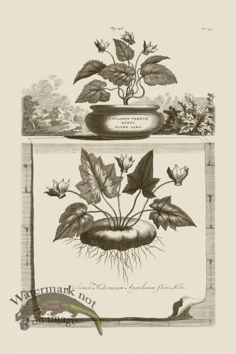 (image for) Abraham Munting 148