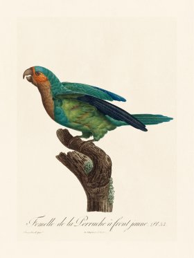 Barraband Parrot 035