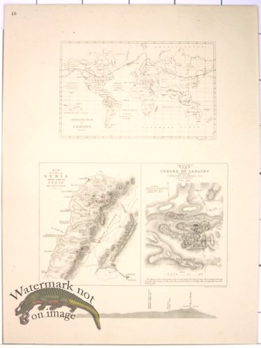 (image for) Lawson Pine Cone 37