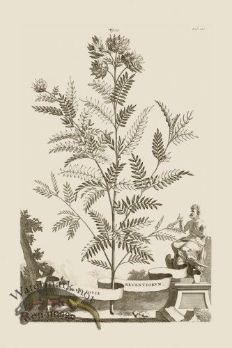 (image for) Abraham Munting 053