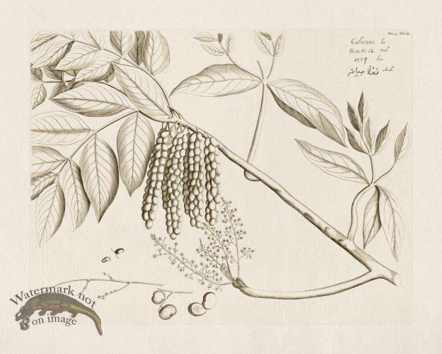 (image for) HORTUS VOL 04 32