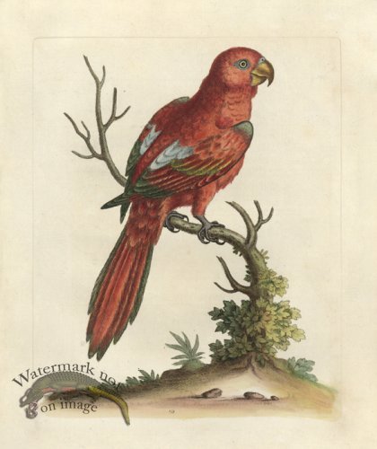 (image for) Edwards Parrot 25.jpg
