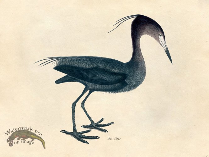 (image for) Blue Crane - Tribute Bd 37