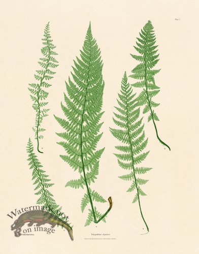 (image for) Bradbury Fern 01