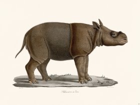 Cuvier 085 Java Rhinoceros