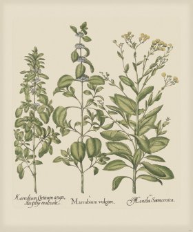 Besler 231 Colored B2