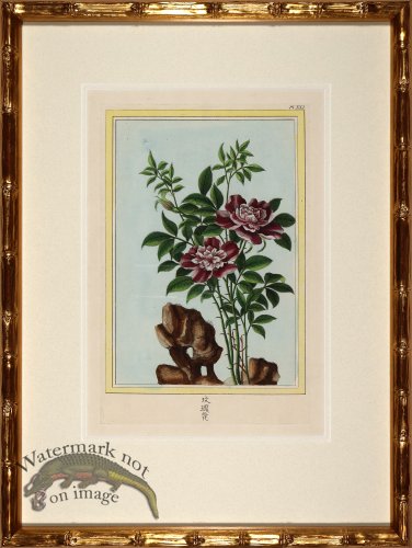 (image for) Buchoz Botanicals in Bamboo 01