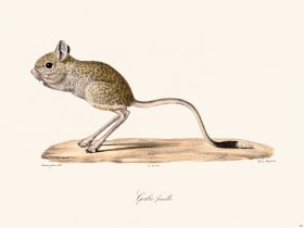 Cuvier 290 Gerbo Female