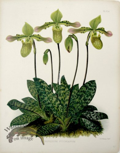 (image for) Linden Orchids 20