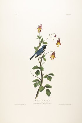 Black-Throated Blue Warbler