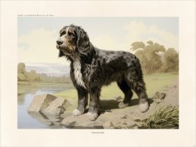 CFA Dog Bernedoodle 01