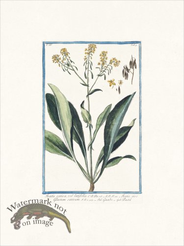 (image for) Bonelli 305 Woad