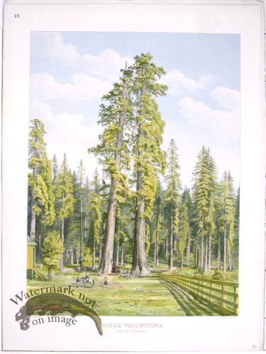 (image for) Lawson Tree 11