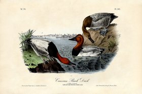 Canvas Backed Duck