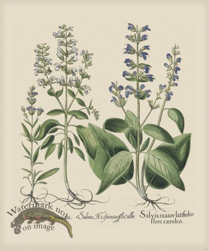 (image for) Besler 238 Colored B2