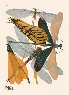 Seguy Bug 09