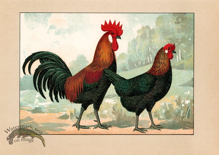 (image for) Chicken 59