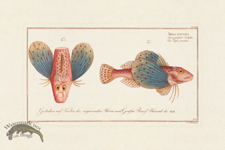 (image for) BLOCH FISH 353