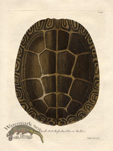 (image for) Trew Turtle Shell 24