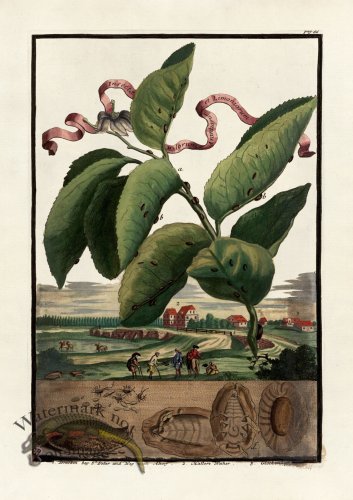 (image for) Volckamer 079