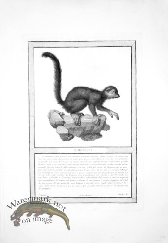 (image for) The_Monkeys_38