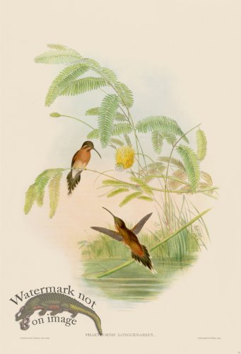 (image for) Gould Hummingbird 031