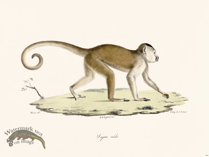 (image for) Cuvier 357 Sajou Male