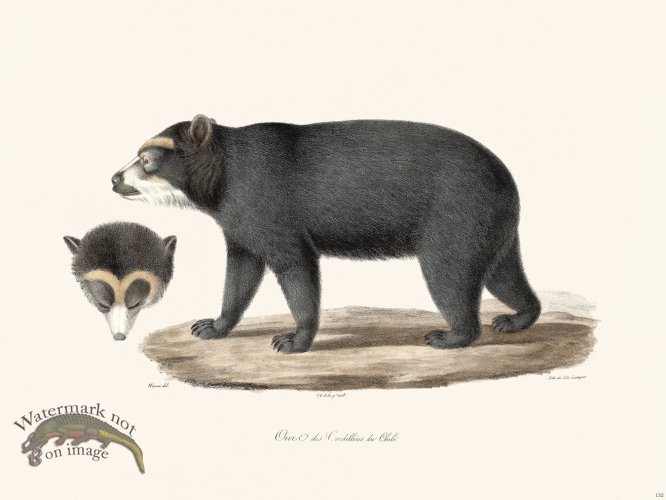 (image for) Cuvier 132 Spectacled Bear