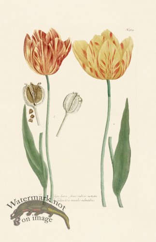 (image for) Weinmann Pl 989