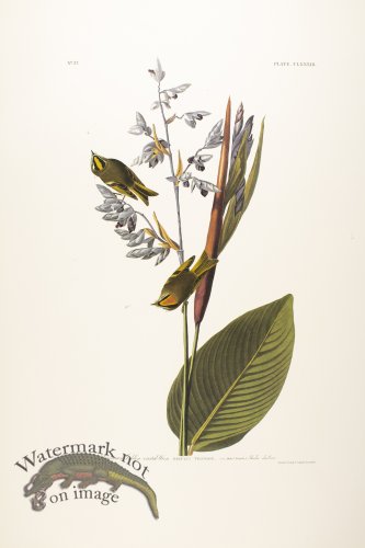 (image for) Golden Crested Wren