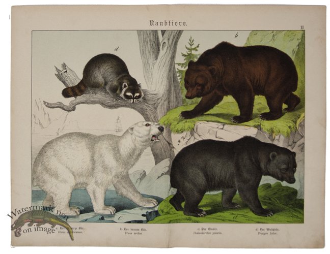 (image for) Polar Bear Brown Bear Black Bear