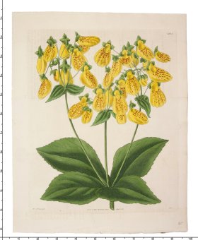 Curtis Botanical 048