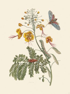 Merian Metamorphosis 45