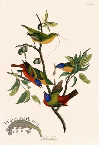 (image for) 053 Painted Finch