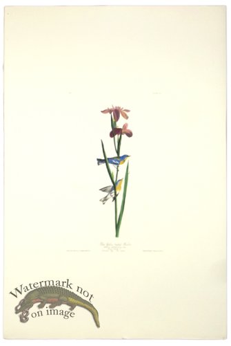 (image for) Blue Yellow Backed Warbler