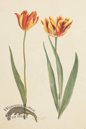 (image for) Blomboken 030