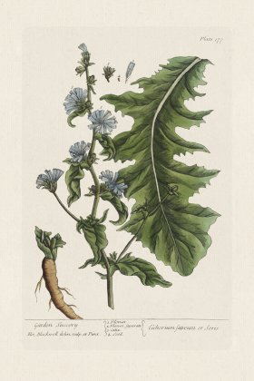 BEE 177 Garden Succory