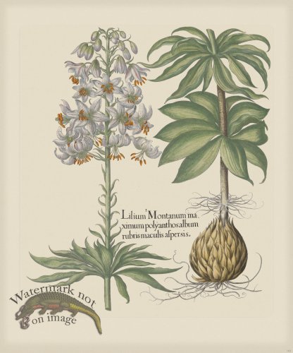 (image for) Besler 186 Colored B2