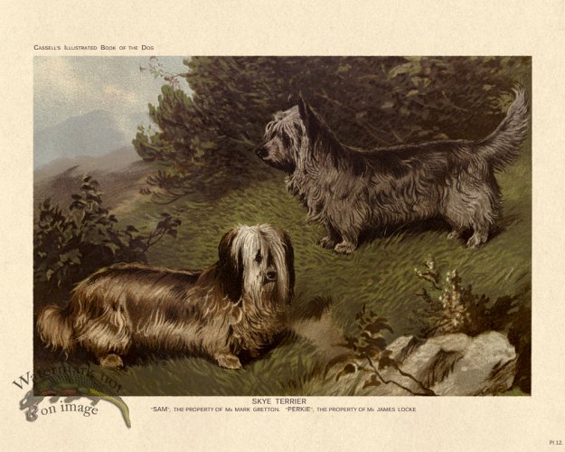 (image for) Cassell Dog 12