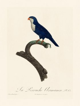 Barraband Parrot 065
