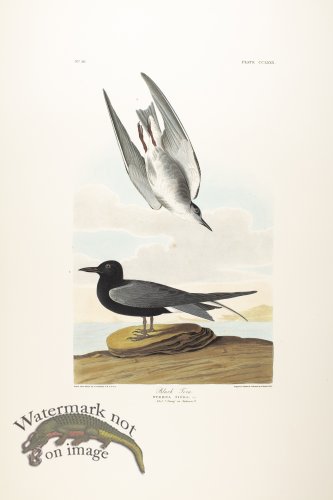 Black Tern