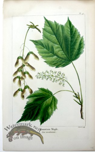 (image for) 35 Mountian Maple