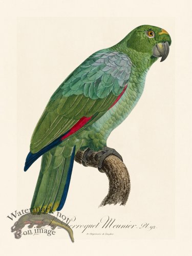 (image for) Barraband Parrot 092